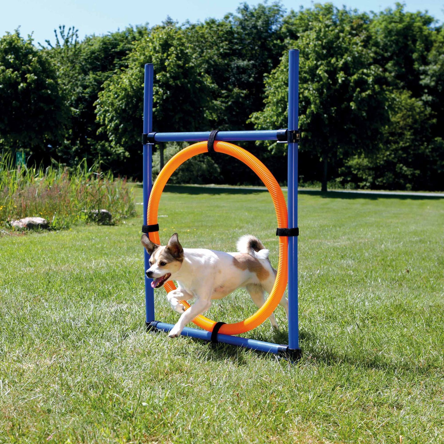 Jucărie Agility Ring 65 cm